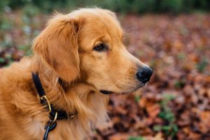 education chien